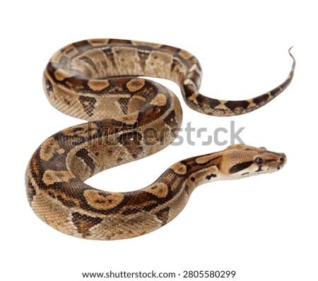 Brown Python Snake Coiled Reptile Isolated on White Background