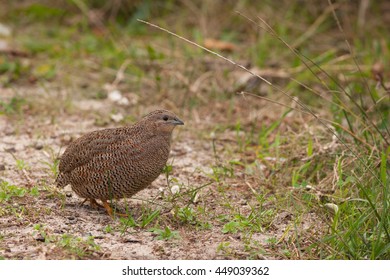 Brown Quail