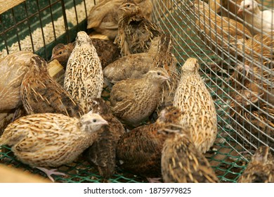 Brown Quail Chicks in a cage on the farm - Shutterstock ID 1875979825