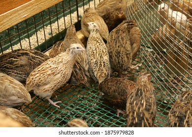 Brown Quail Chicks in a cage on the farm - Shutterstock ID 1875979828