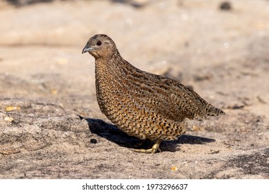 Brown Quail On Sandstone Rock