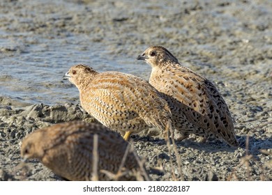 Brown Quail In Queensland Australia