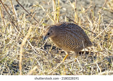 Brown Quail In Queensland Australia