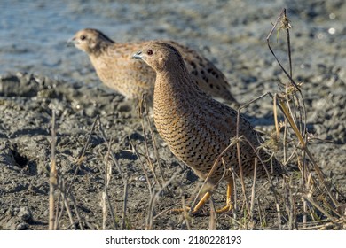 Brown Quail In Queensland Australia