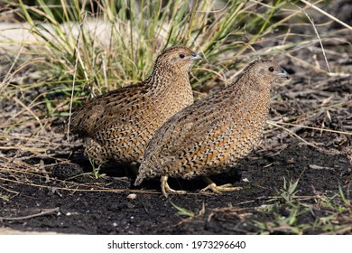 Brown Quails searching for food on ground