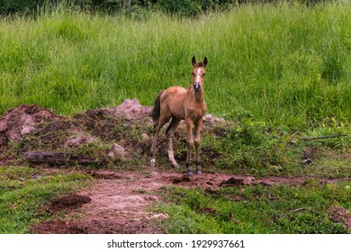 A Brown Quarter Horse Cub Standing Looking Ahead In The Landscape Of The Farm Field.