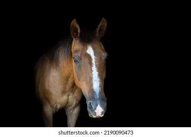 Brown Quarter Horse With White Blaze And White Snip Nose On Black Background Fine Art
