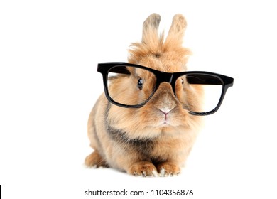 Download Rabbit In Glasses Images Stock Photos Vectors Shutterstock