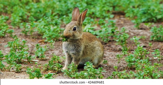 Brown rabbit chews grass in the meadow