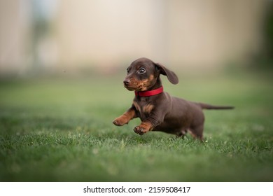 927 Rabbit dachshund Images, Stock Photos & Vectors | Shutterstock