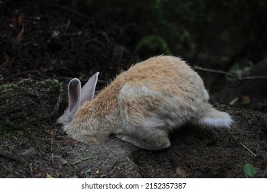 Brown Rabbit Digging A Hole