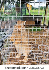 A Brown Rabbit In An Enclosure.