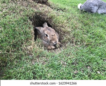 A Brown Rabbit Is In A Hole.