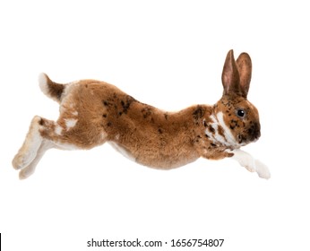 Brown Rabbit Jump Isolated On A White Background