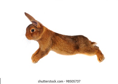 Brown Rabbit  Jump On White Background