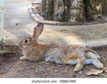 brown rabbit lay down and relax in the garden