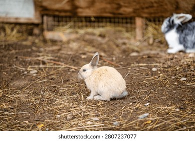 Brown rabbit looking up from straw inside farm enclosure.