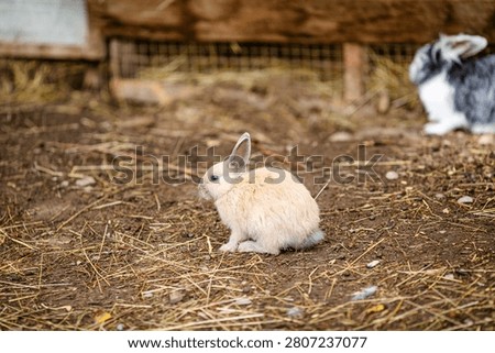 Brown rabbit looking up from straw inside farm enclosure.