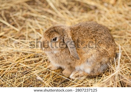 Brown rabbit looking up from straw inside farm enclosure.