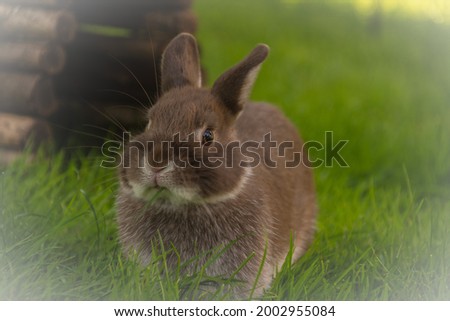 Rabbit eating flowers