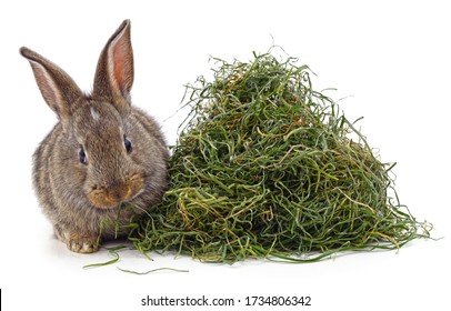 rabbits and hay