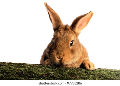 Brown Rabbit on white background