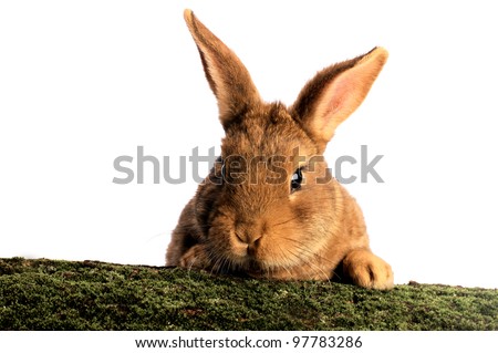 Brown Rabbit on white background