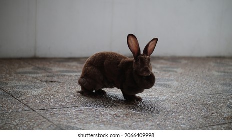 a brown rabbit pose to the camera