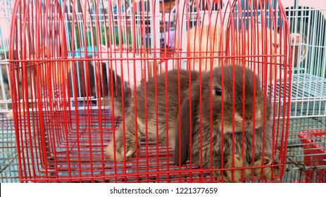 Sad Rabbit Images, Stock Photos & Vectors | Shutterstock