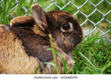 Brown rabbit sitting in a field - Shutterstock ID 1616600194