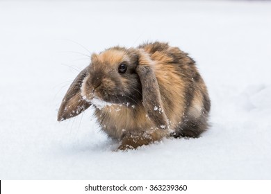 Brown Rabbit In Snow