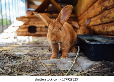 Brown Rabbit In Wooden Cage At The Farm