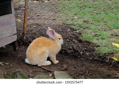 a brown rabbit is in the yard