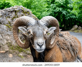 A brown ram on the road with long horns  - Powered by Shutterstock