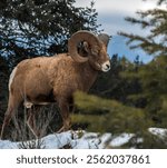 A brown ram standing on the ground covered with snow