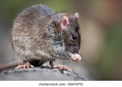 777 Kangaroo rat Images, Stock Photos & Vectors | Shutterstock