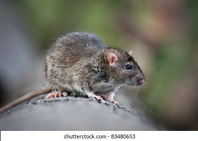 Brown Rat