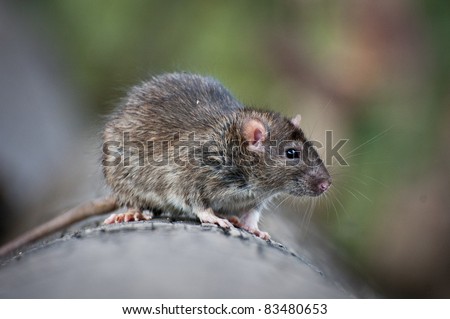 Brown Rat