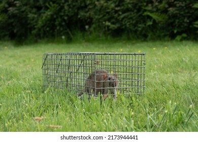 Brown Rat Captured In Cage