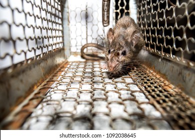 Brown rat was catch in the metal cage, mousetrap