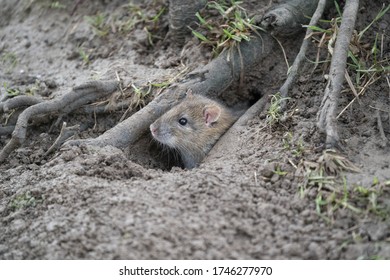 Brown Rat Coming Out Of Burrow In  Gloucestershire, UK