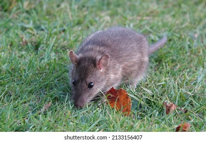 A Brown Rat Eating Food From Its Paws In The Grass