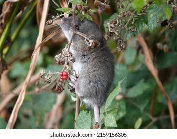 A Brown Rat Foraging For Food In A Park In The UK