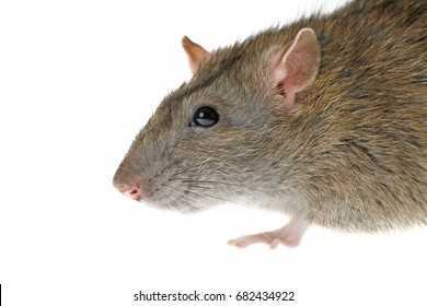 Brown Rat Head Isolated