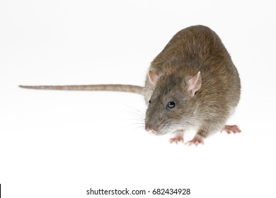 Brown Rat Isolated