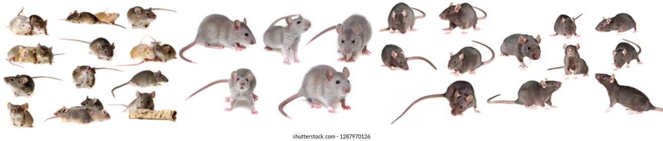 Brown Rat Isolated On A White Background - Collection