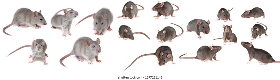 Brown Rat Isolated On A White Background - Collection