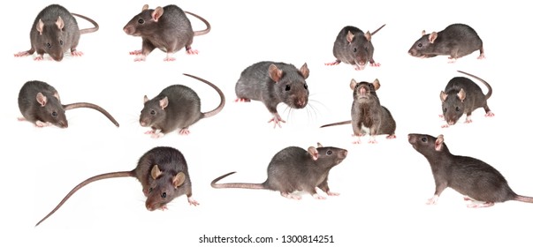 Brown Rat Isolated On A White Background - Collection