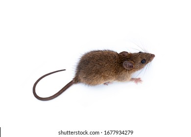 Brown Rat Isolated On White Background