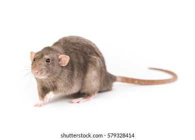 Brown Rat Isolated On White Background